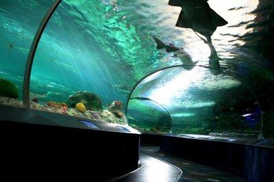 多伦多水族馆开幕，展出1万6000条水中动物。(图：陈国治办公室提供)</p></p> <p><p>