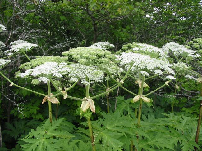 Gianthogweed3ScottSampson.jpg