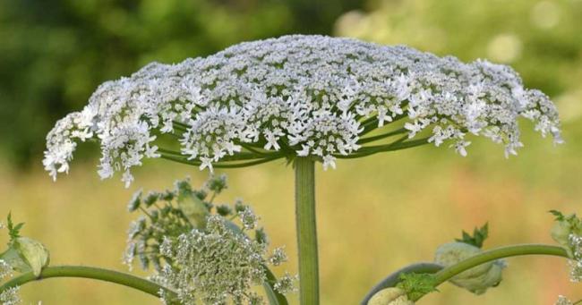 0605植物1-800x420.jpg