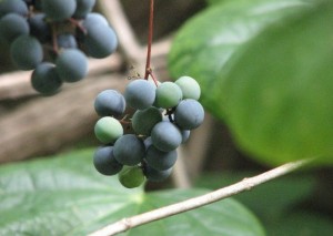 Canada-Moonseed-2.jpg