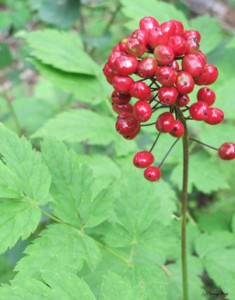Red-Baneberry.jpg