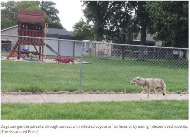 这种恐怖虫子进入人体会要命：死亡率达90％