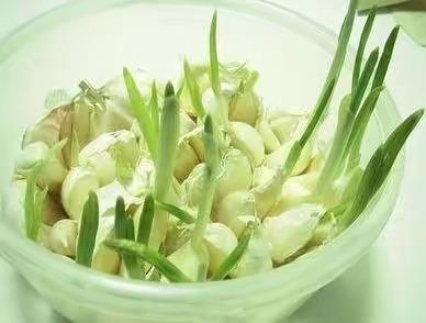 大蒜放久了就会变绿，变绿的大蒜能吃吗？吃了会不会中毒？