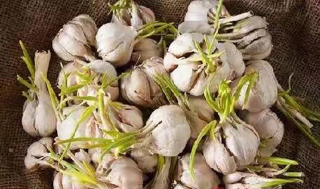 大蒜放久了就会变绿，变绿的大蒜能吃吗？吃了会不会中毒？