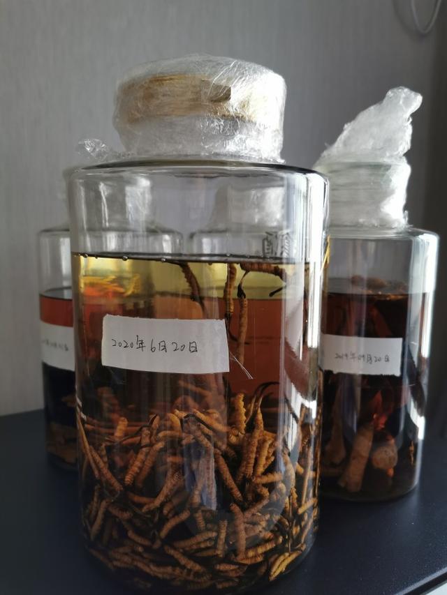 冬虫夏草泡酒怎么泡 冬虫夏草如何泡酒