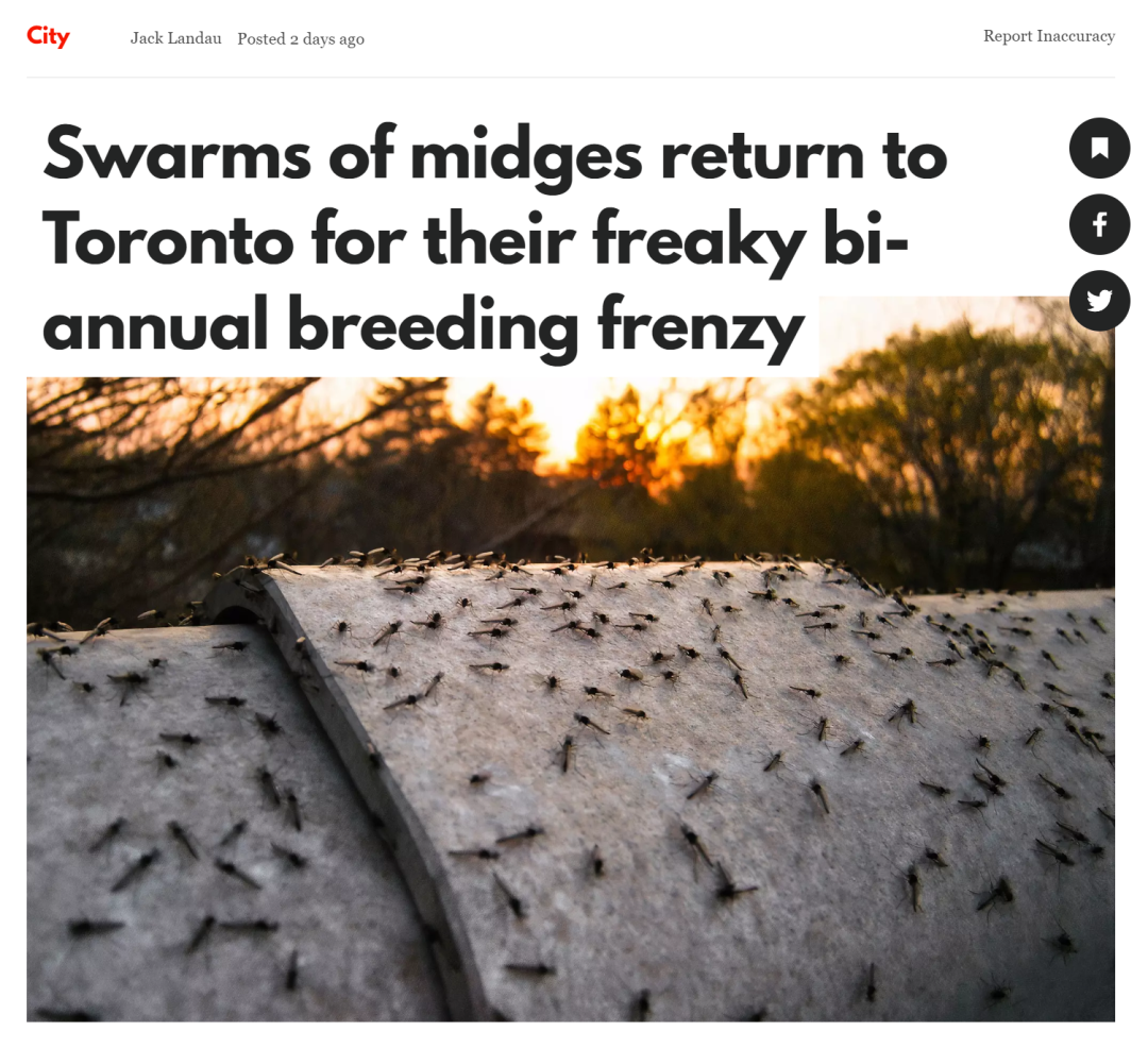 糟糕！多伦多黑蠓风暴来袭！散步骑行张口一嘴虫