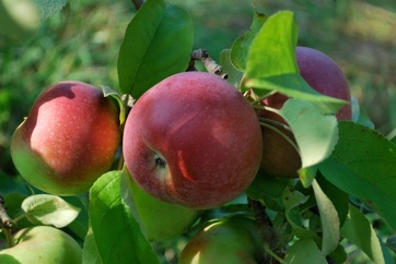 Carl Laidlaw Orchards