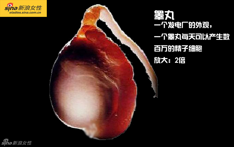 难得一见：从接吻到生子 震撼高清图解造人的全过程