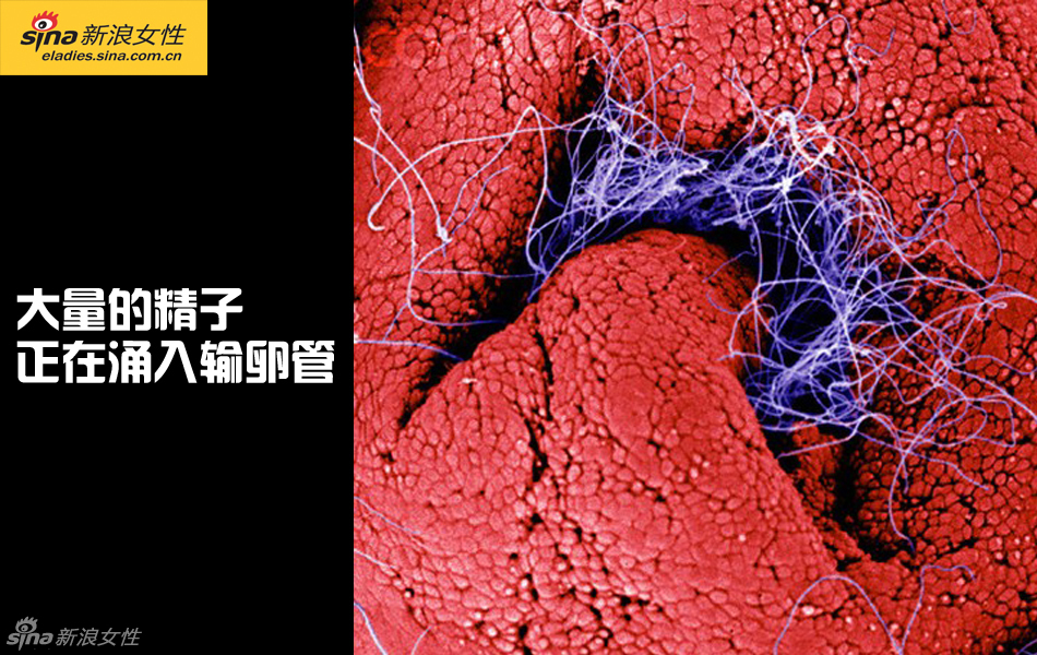 难得一见：从接吻到生子 震撼高清图解造人的全过程