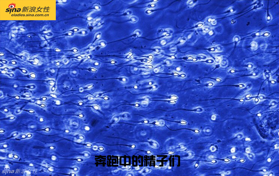 难得一见：从接吻到生子 震撼高清图解造人的全过程