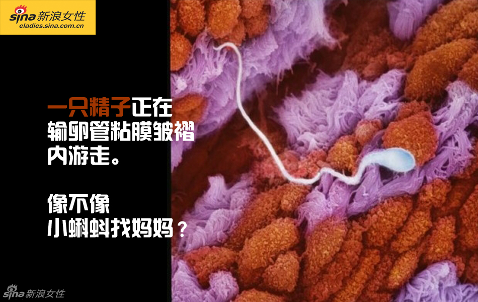 难得一见：从接吻到生子 震撼高清图解造人的全过程