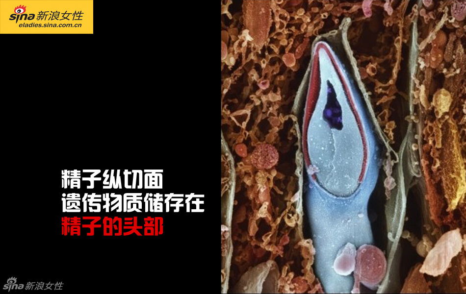 难得一见：从接吻到生子 震撼高清图解造人的全过程