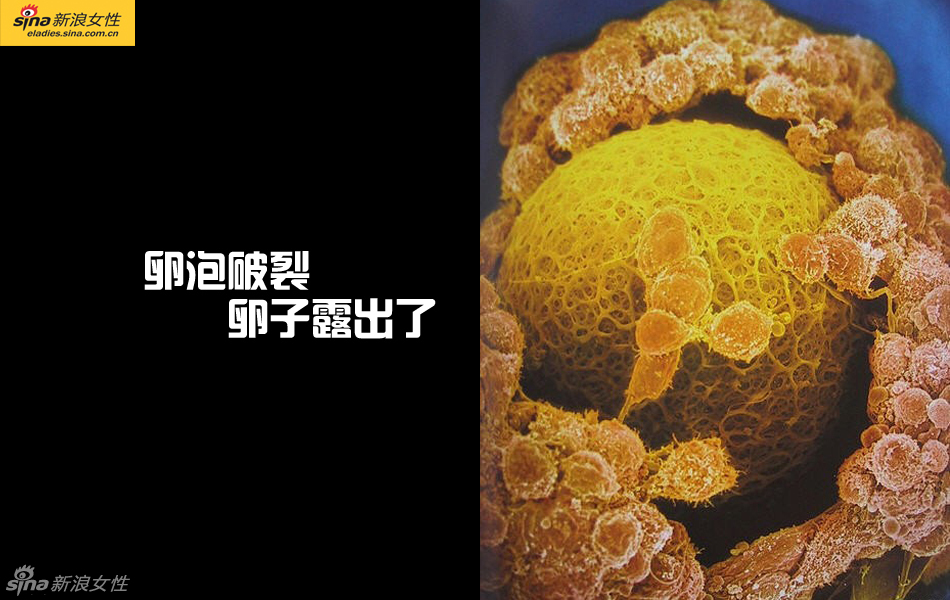 难得一见：从接吻到生子 震撼高清图解造人的全过程