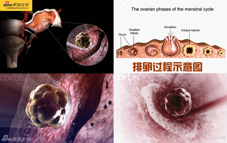 难得一见：从接吻到生子 震撼高清图解造人的全过程
