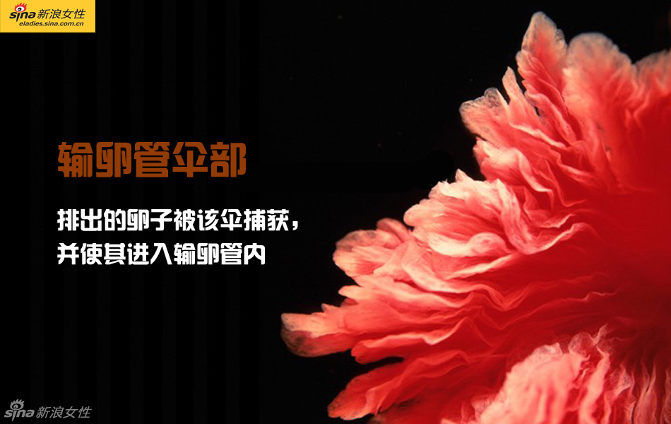 难得一见：从接吻到生子 震撼高清图解造人的全过程