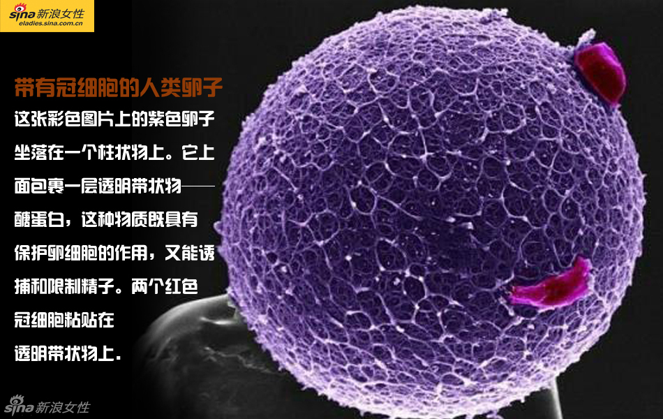 难得一见：从接吻到生子 震撼高清图解造人的全过程