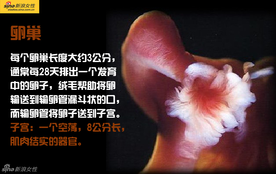 难得一见：从接吻到生子 震撼高清图解造人的全过程