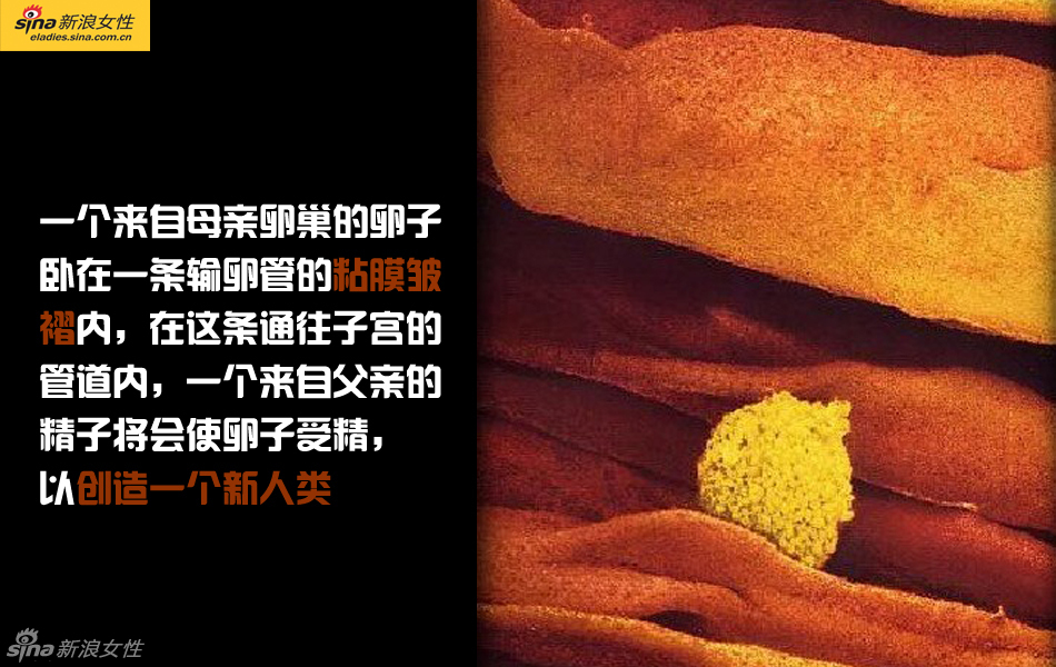 难得一见：从接吻到生子 震撼高清图解造人的全过程