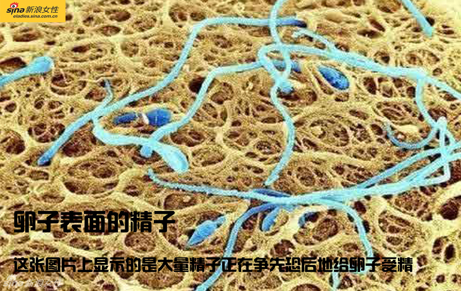 难得一见：从接吻到生子 震撼高清图解造人的全过程