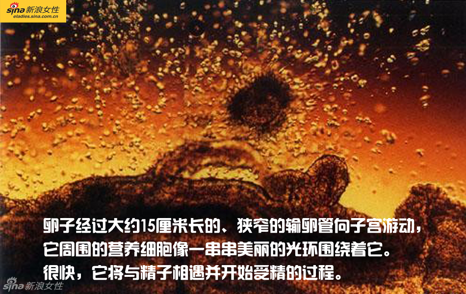 难得一见：从接吻到生子 震撼高清图解造人的全过程