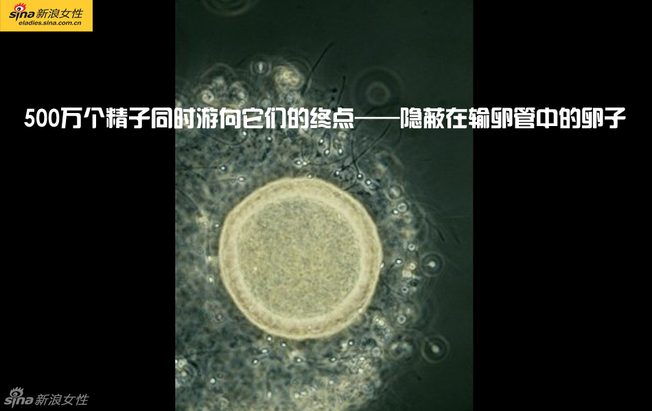 难得一见：从接吻到生子 震撼高清图解造人的全过程