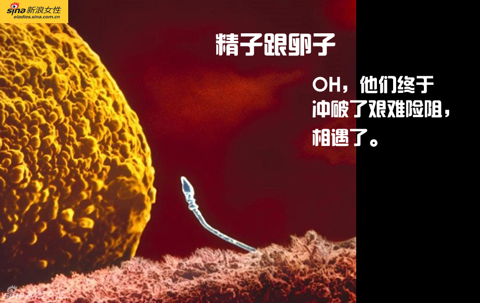 难得一见：从接吻到生子 震撼高清图解造人的全过程