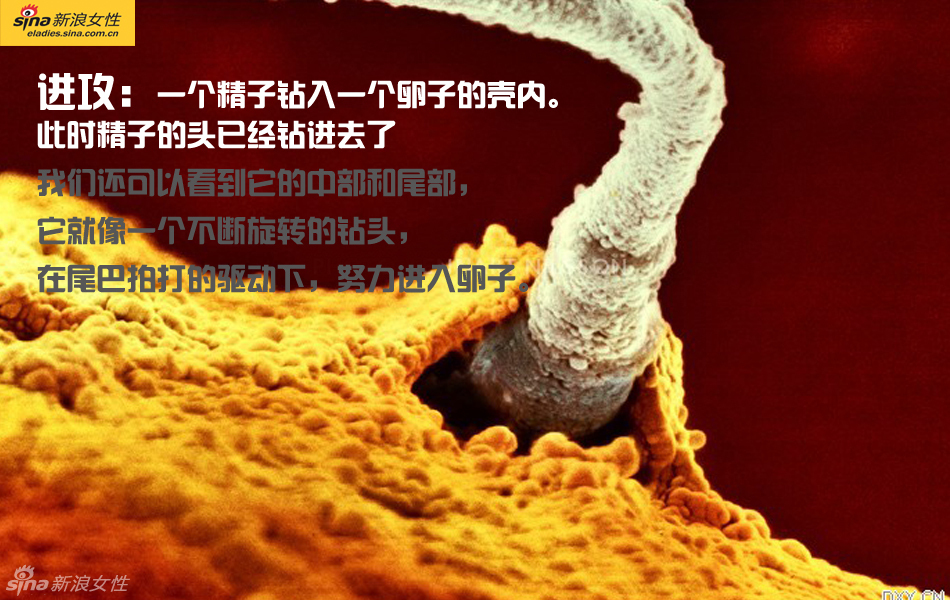 难得一见：从接吻到生子 震撼高清图解造人的全过程