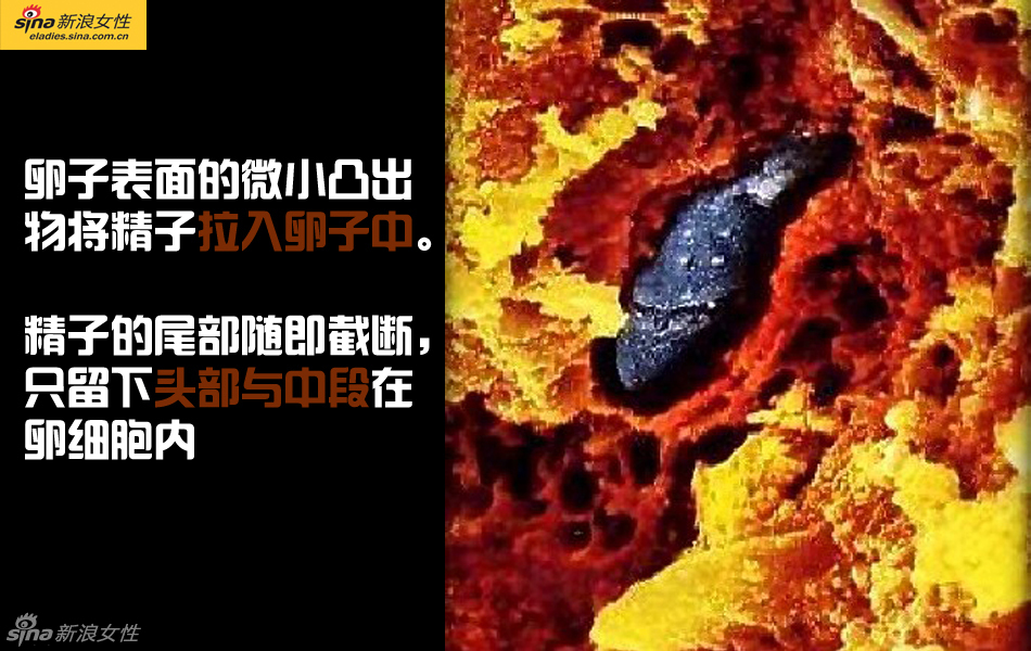 难得一见：从接吻到生子 震撼高清图解造人的全过程