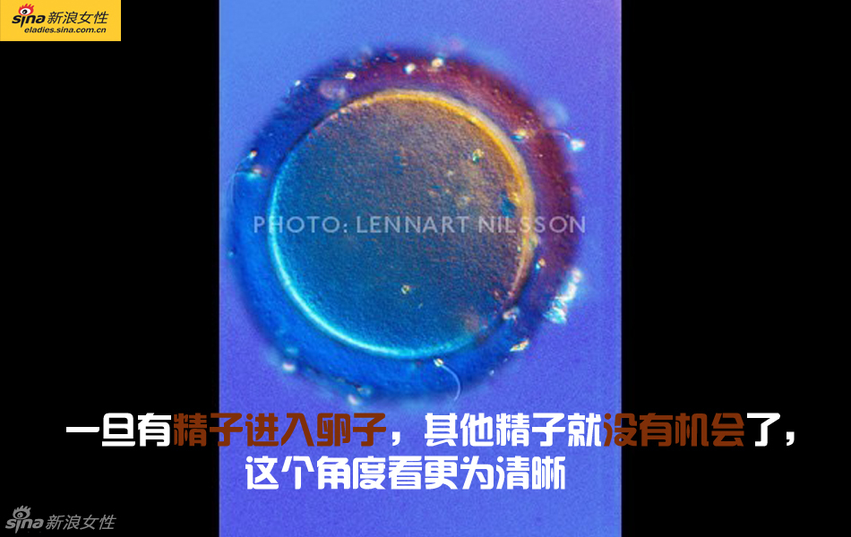 难得一见：从接吻到生子 震撼高清图解造人的全过程