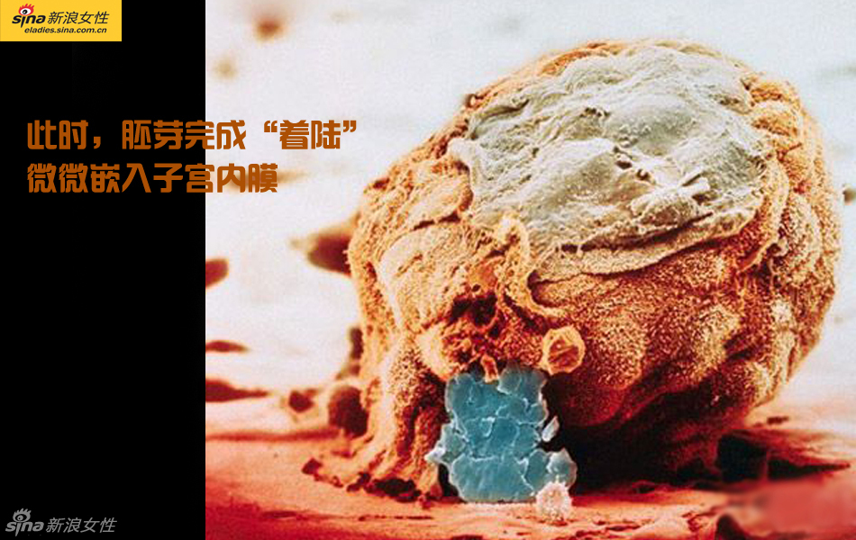 难得一见：从接吻到生子 震撼高清图解造人的全过程