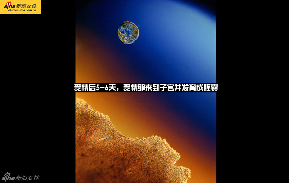 难得一见：从接吻到生子 震撼高清图解造人的全过程