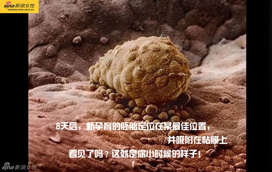 难得一见：从接吻到生子 震撼高清图解造人的全过程