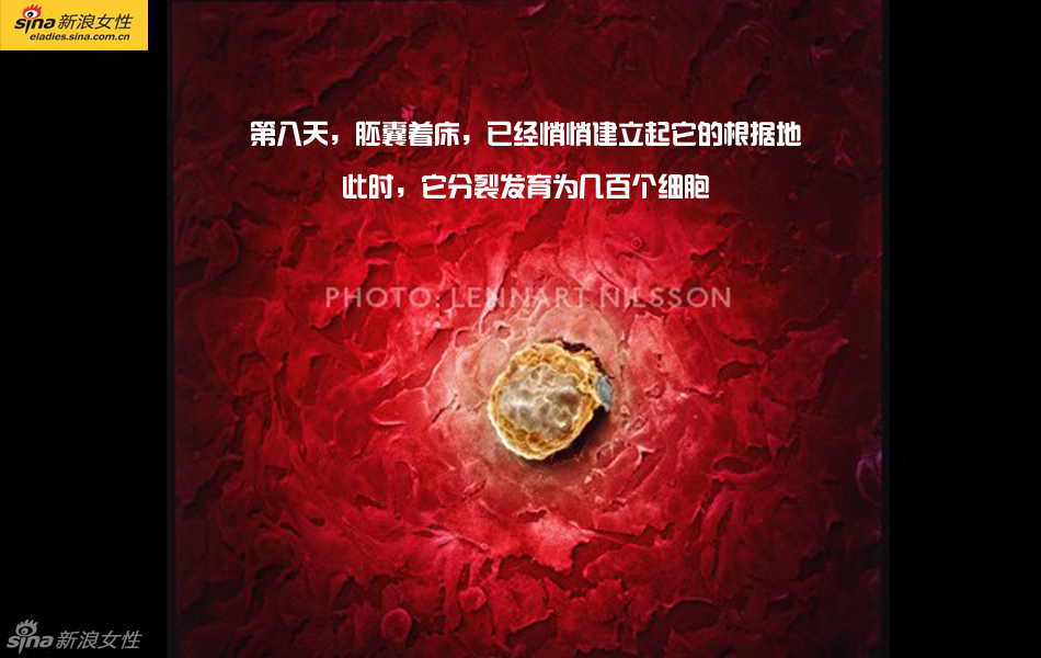 难得一见：从接吻到生子 震撼高清图解造人的全过程
