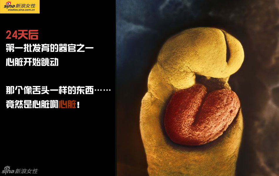 难得一见：从接吻到生子 震撼高清图解造人的全过程