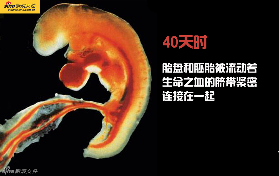 难得一见：从接吻到生子 震撼高清图解造人的全过程
