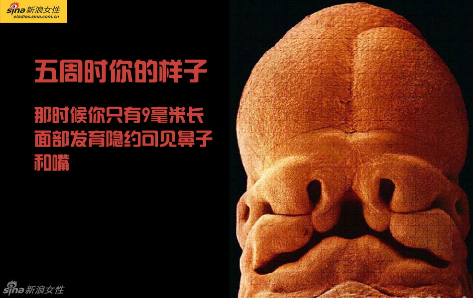 难得一见：从接吻到生子 震撼高清图解造人的全过程
