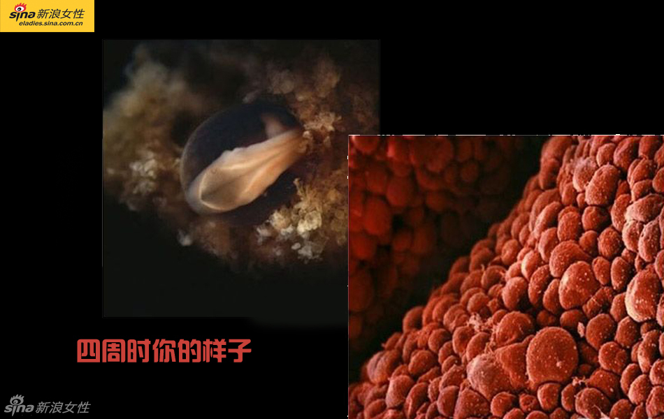 难得一见：从接吻到生子 震撼高清图解造人的全过程