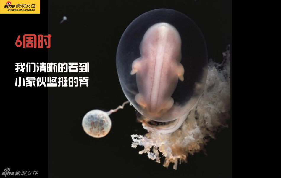 难得一见：从接吻到生子 震撼高清图解造人的全过程