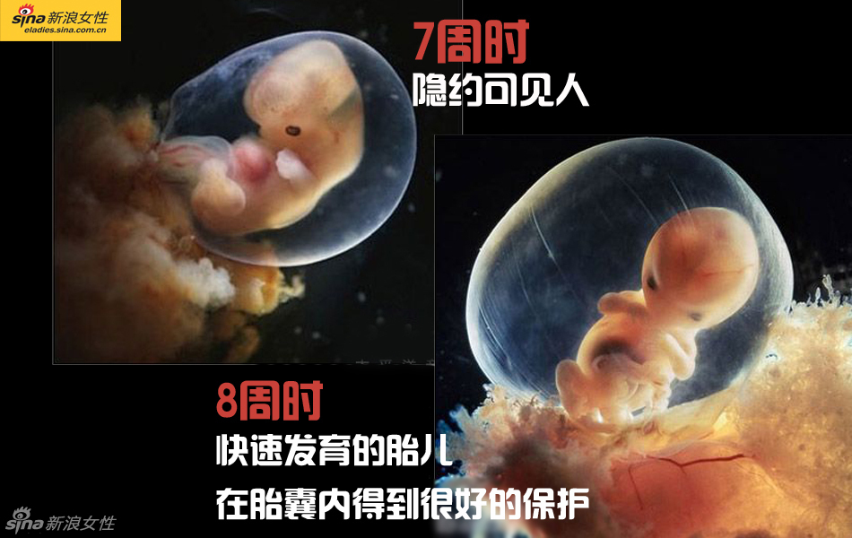 难得一见：从接吻到生子 震撼高清图解造人的全过程