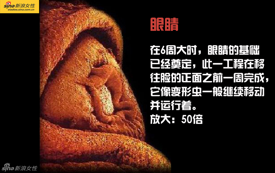难得一见：从接吻到生子 震撼高清图解造人的全过程