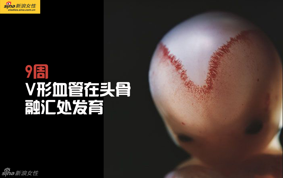 难得一见：从接吻到生子 震撼高清图解造人的全过程