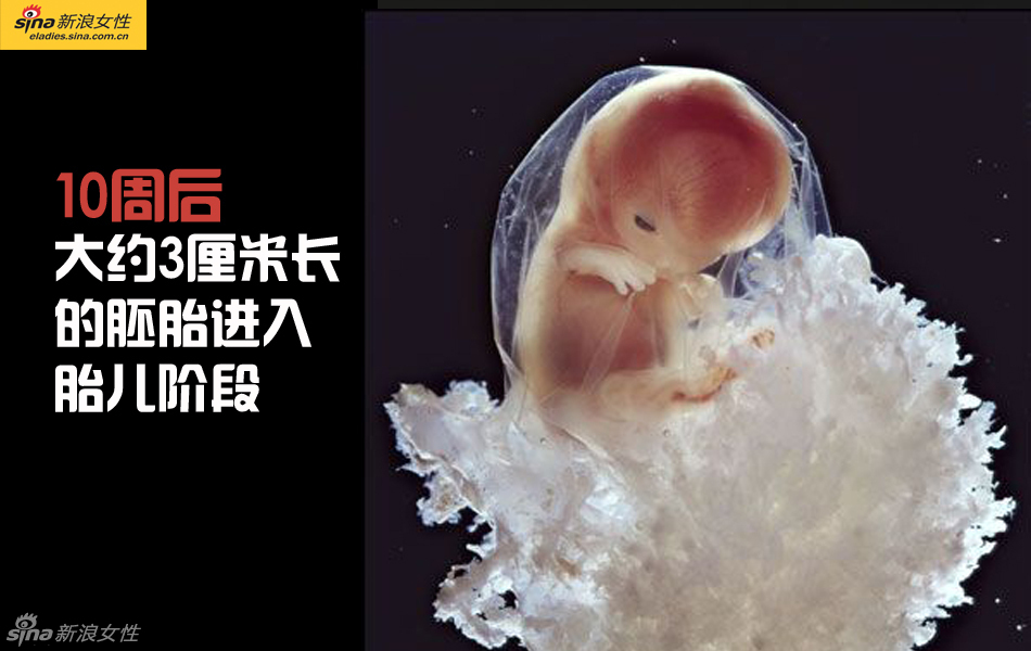 难得一见：从接吻到生子 震撼高清图解造人的全过程