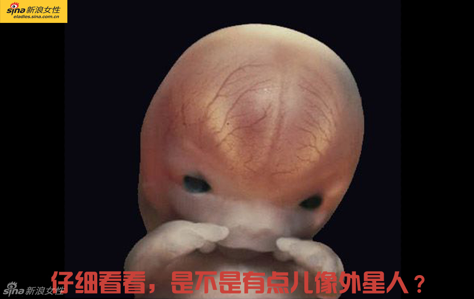 难得一见：从接吻到生子 震撼高清图解造人的全过程
