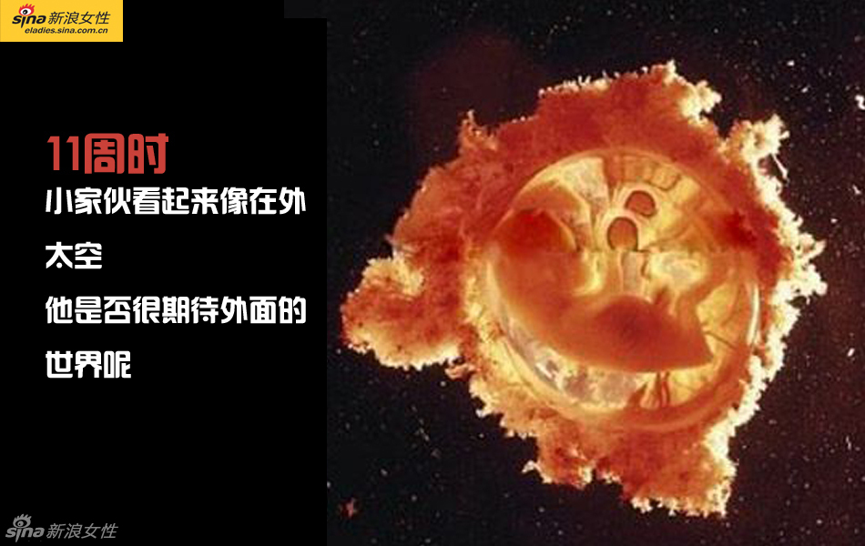 难得一见：从接吻到生子 震撼高清图解造人的全过程