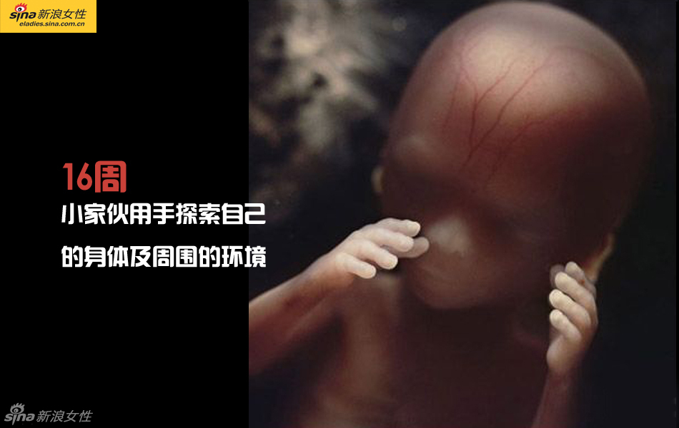 难得一见：从接吻到生子 震撼高清图解造人的全过程