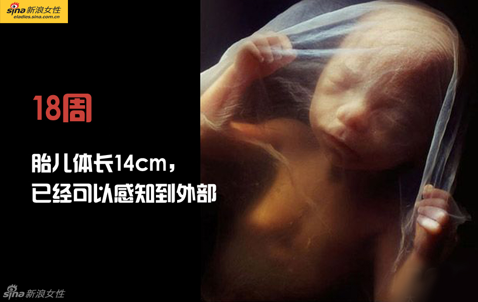 难得一见：从接吻到生子 震撼高清图解造人的全过程
