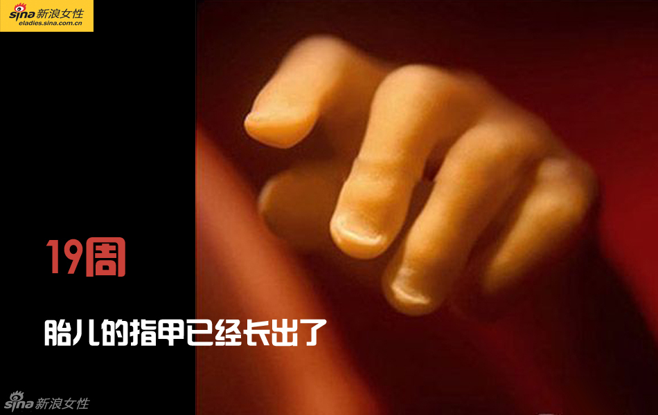 难得一见：从接吻到生子 震撼高清图解造人的全过程