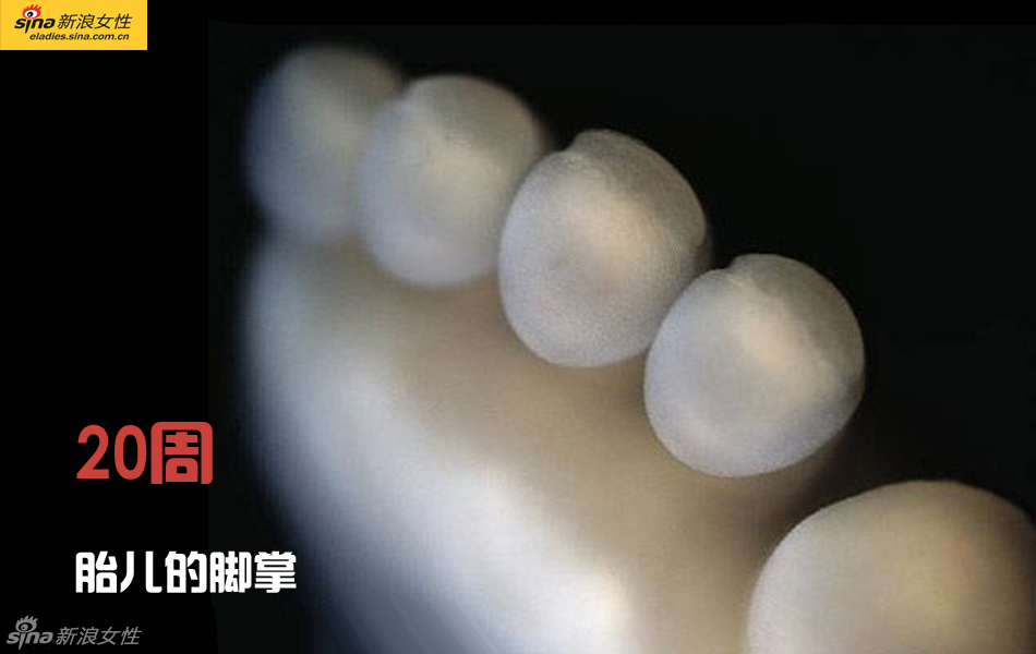 难得一见：从接吻到生子 震撼高清图解造人的全过程