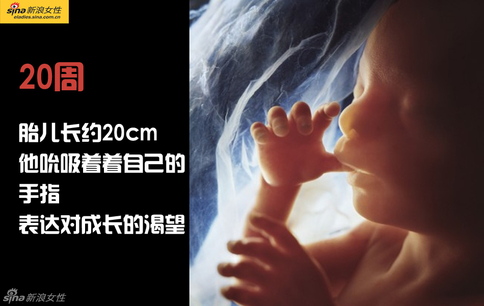 难得一见：从接吻到生子 震撼高清图解造人的全过程