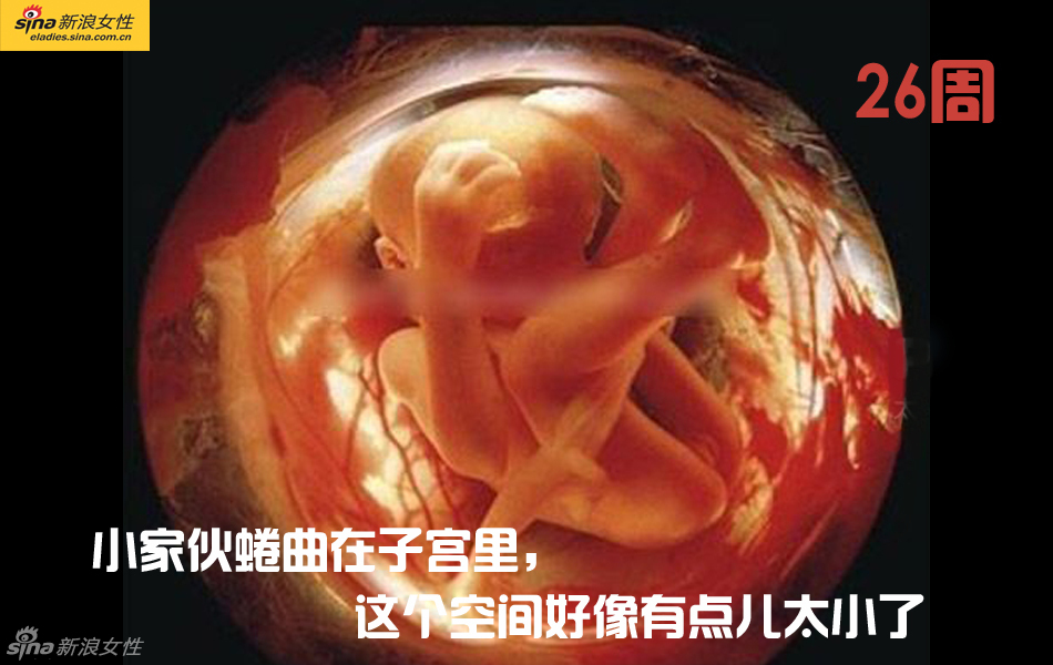 难得一见：从接吻到生子 震撼高清图解造人的全过程